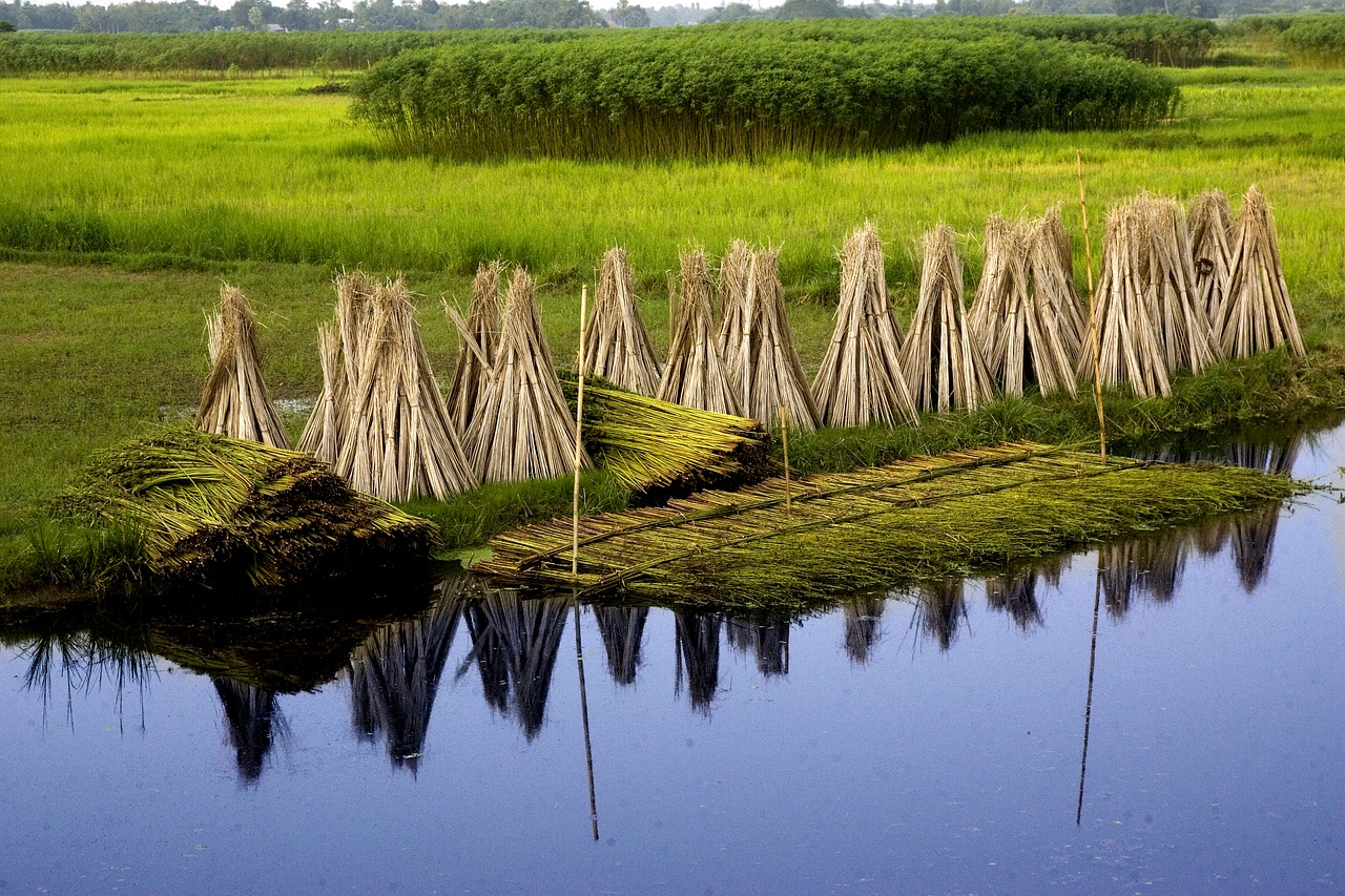 Jute ou kénaf